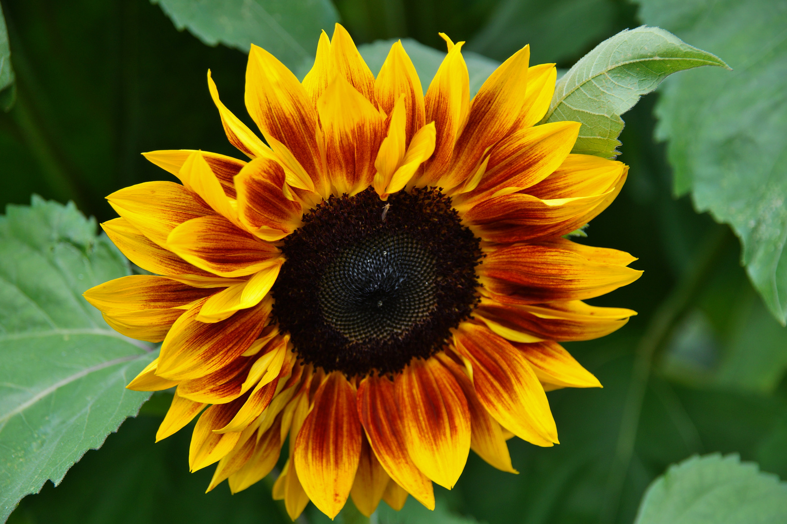 Sonnenblume Foto &amp; Bild | pflanzen, pilze &amp; flechten, blüten ...