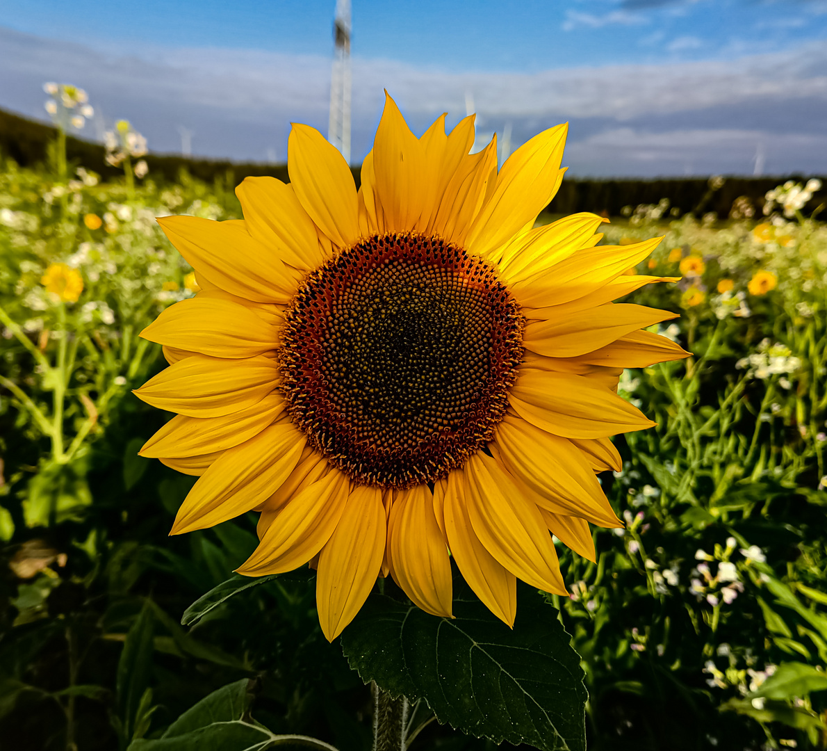 sonnenblume