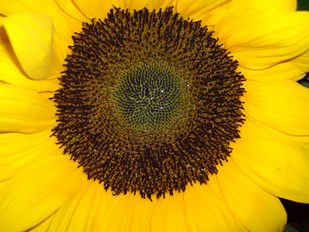 Sonnenblume