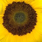 Sonnenblume