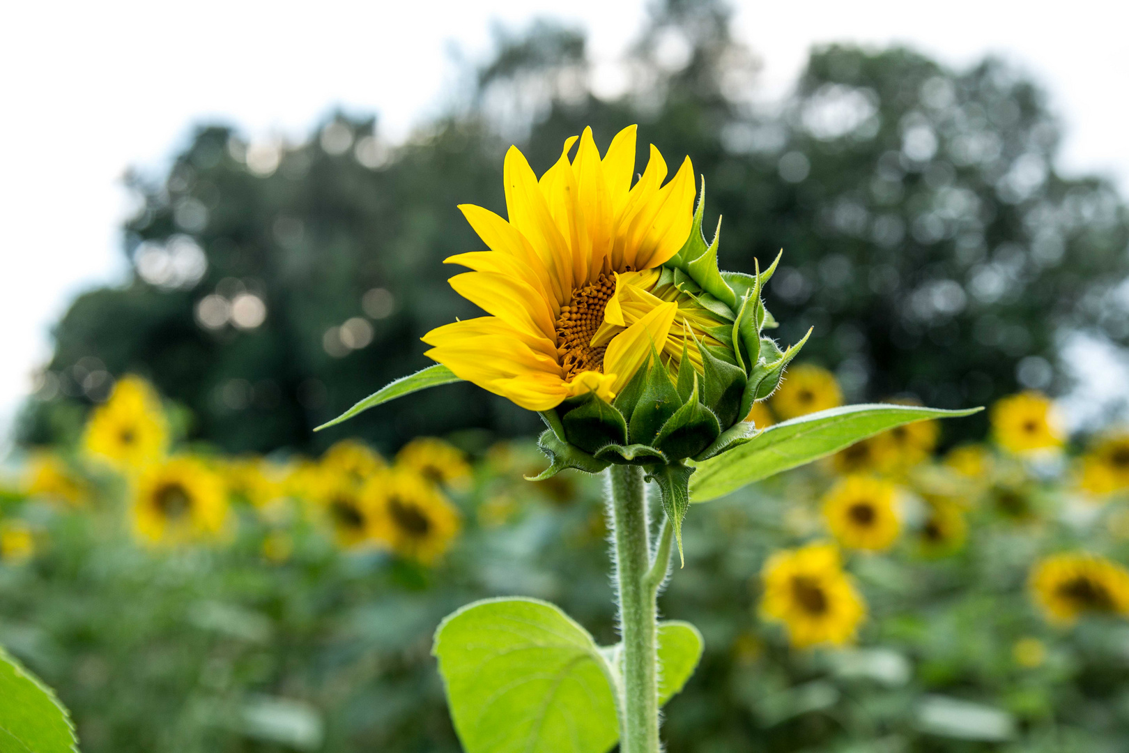 Sonnenblume