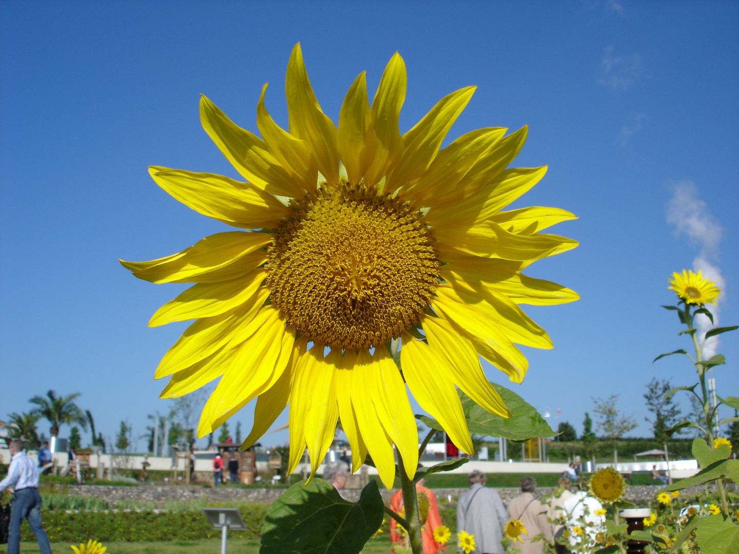 Sonnenblume