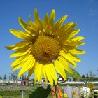 Sonnenblume