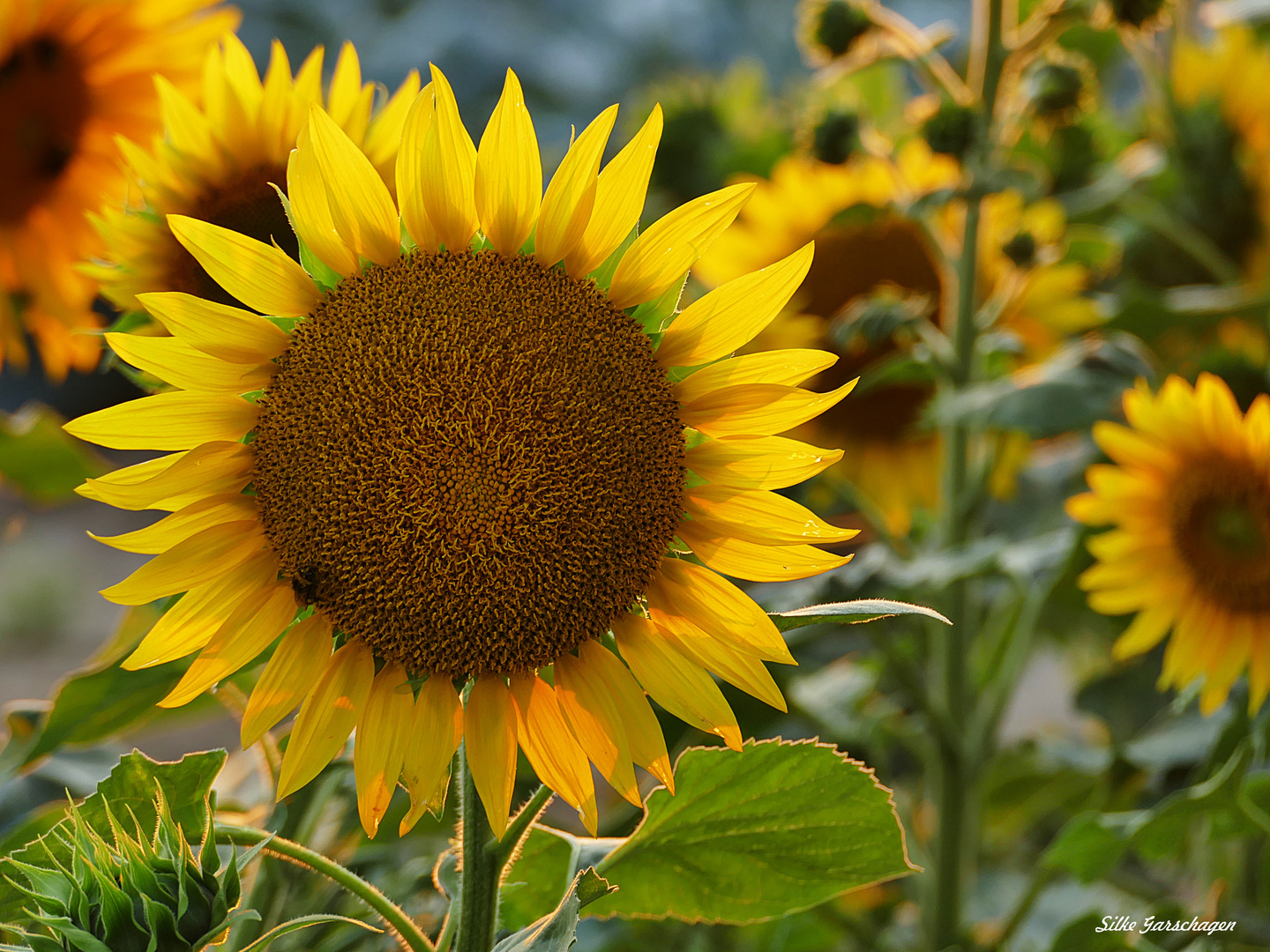 Sonnenblume