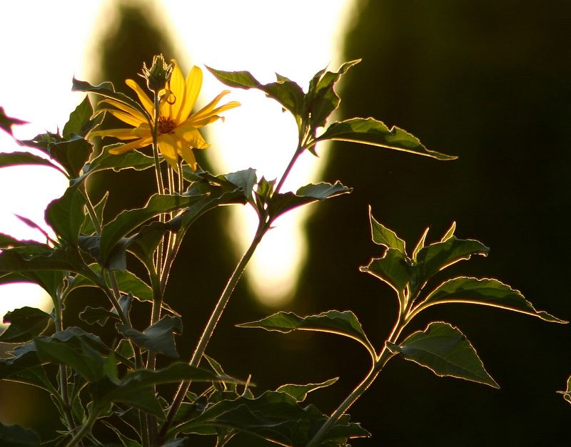 sonnenblume