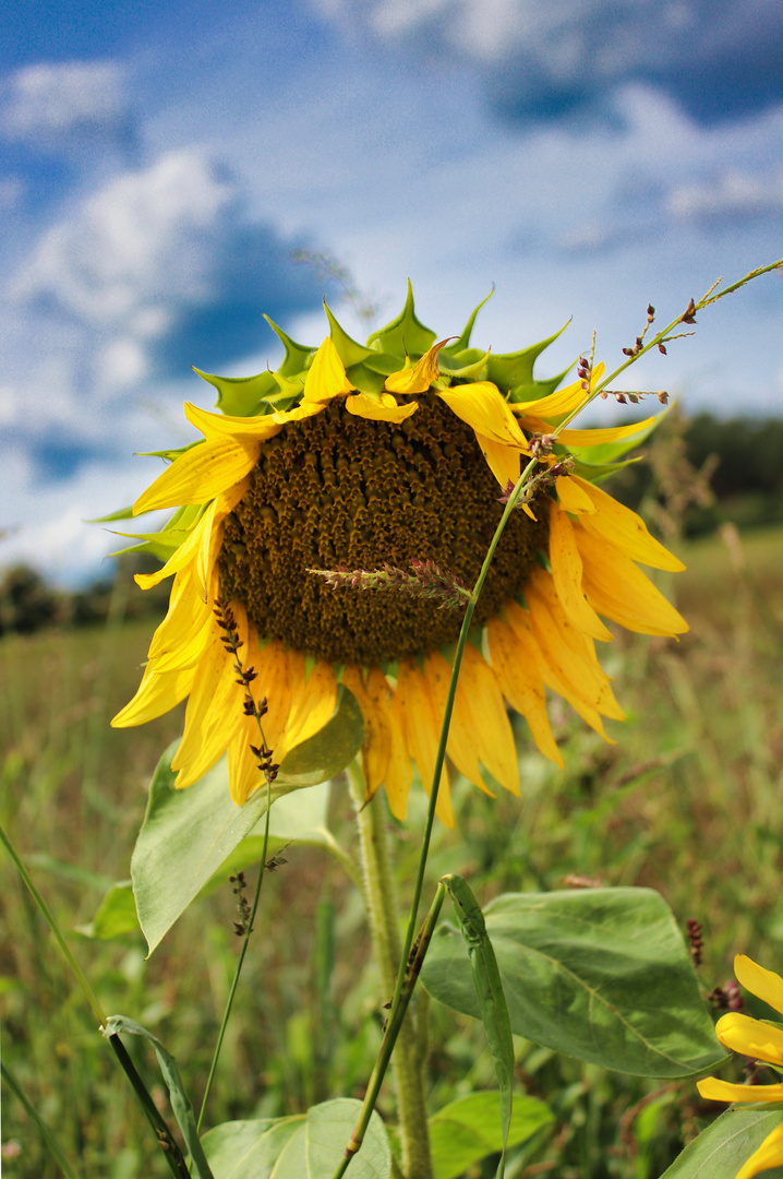 Sonnenblume 