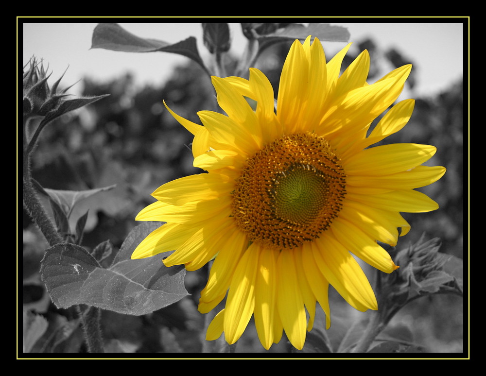 Sonnenblume