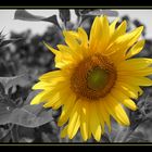 Sonnenblume