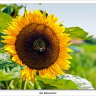 Sonnenblume