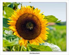 Sonnenblume