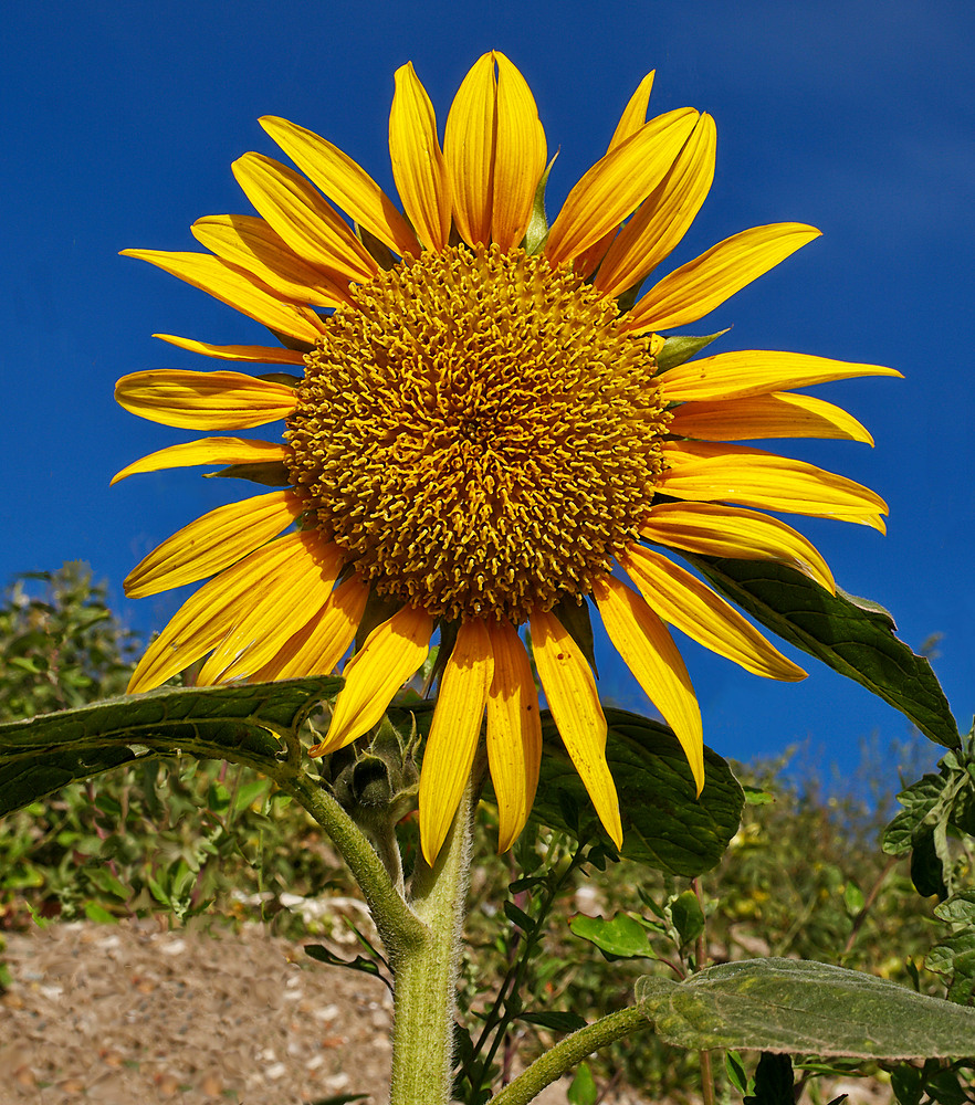 Sonnenblume