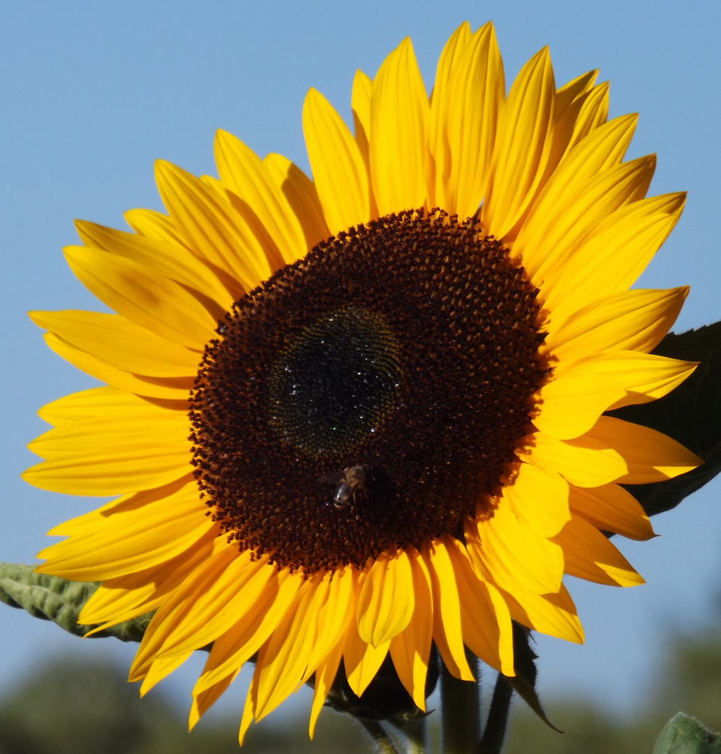 Sonnenblume