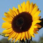 Sonnenblume