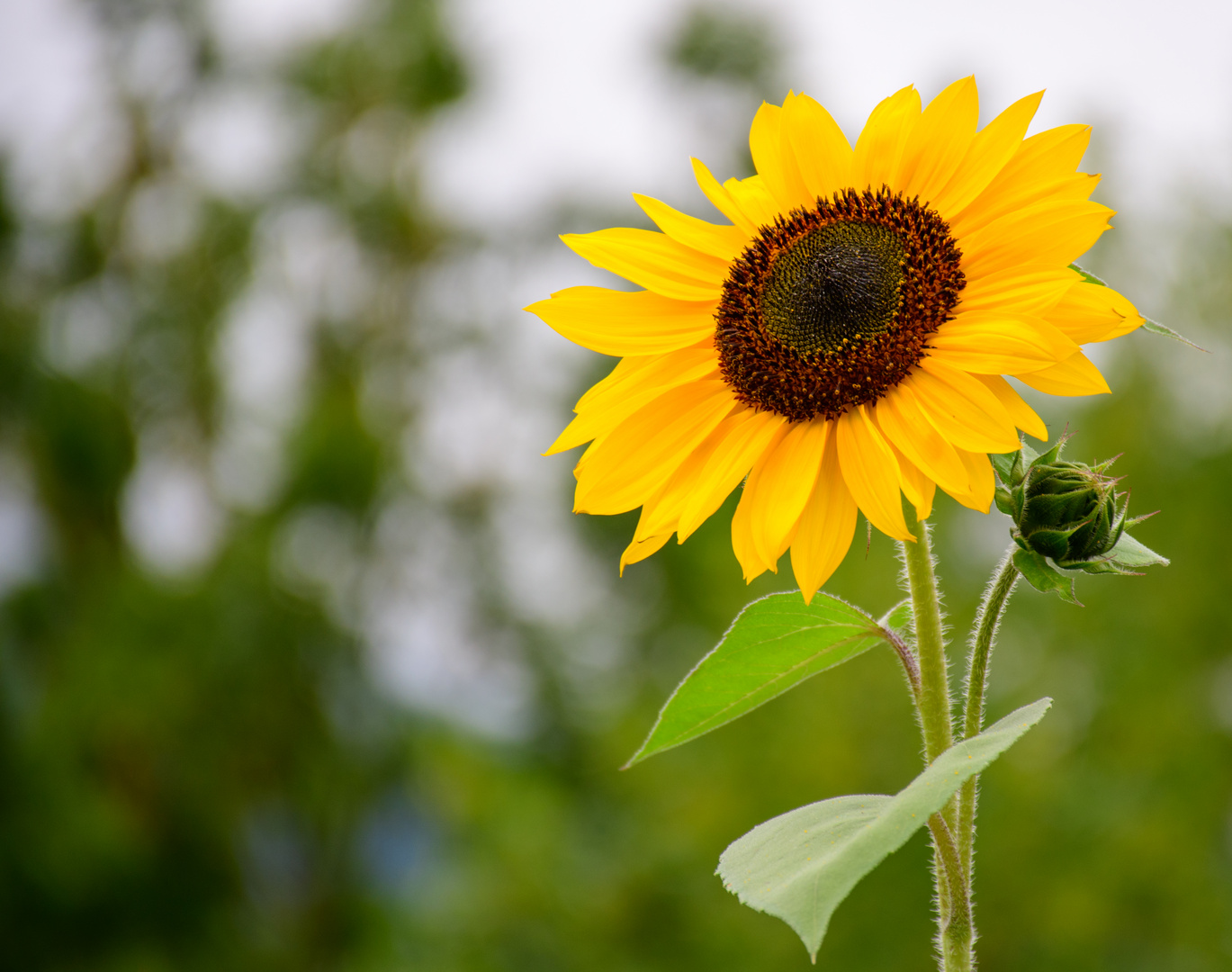 Sonnenblume Foto &amp; Bild | pflanzen, pilze &amp; flechten, blüten ...