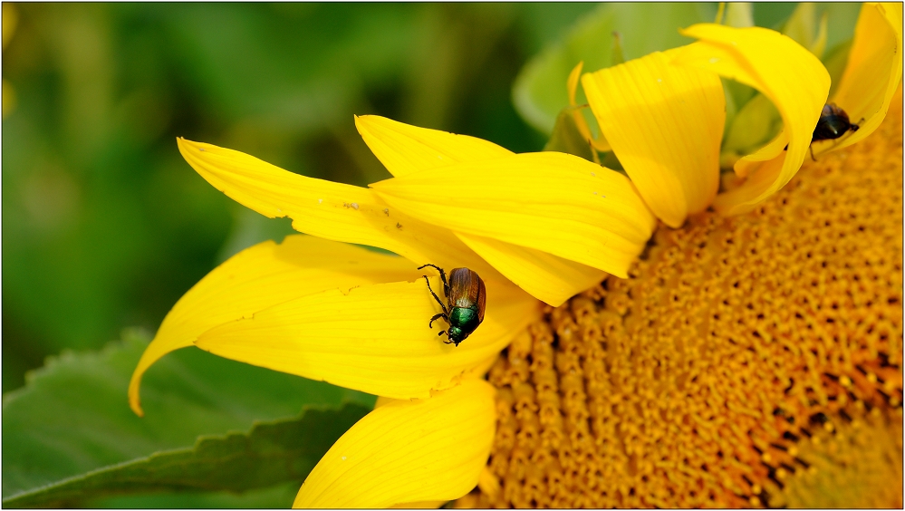 ... Sonnenblume ...