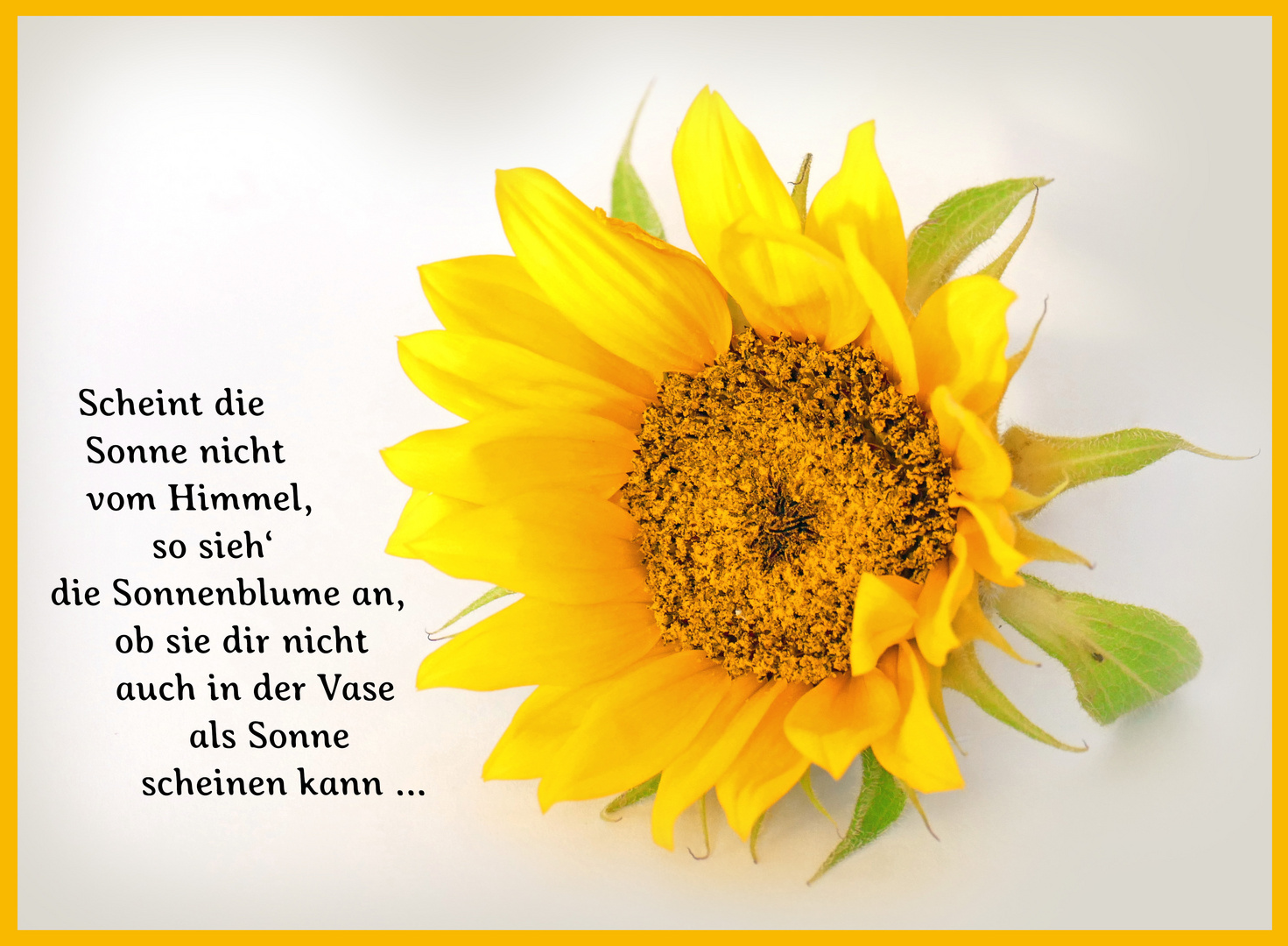 Sonnenblume