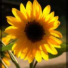 Sonnenblume