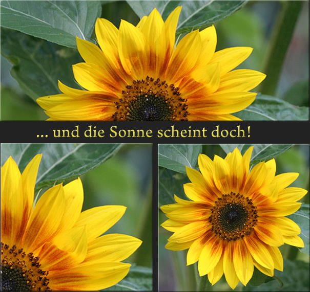 Sonnenblume