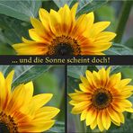 Sonnenblume