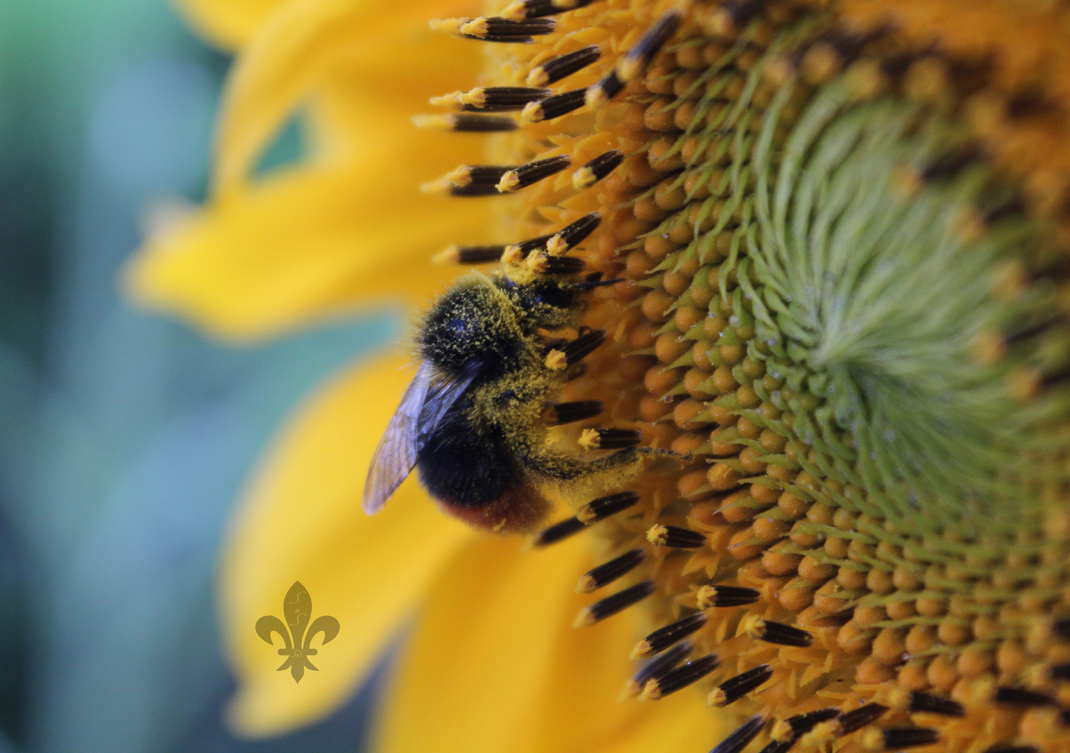 Sonnenblume - eine Hummel zu Besuch