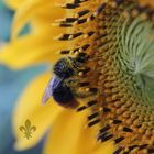 Sonnenblume - eine Hummel zu Besuch