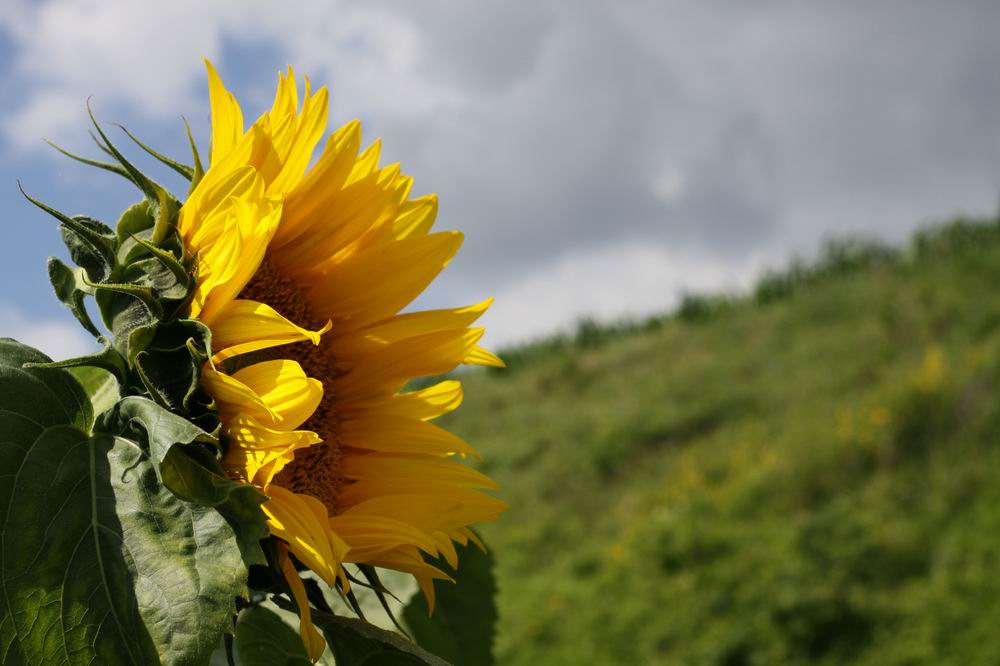 Sonnenblume... einmal anders