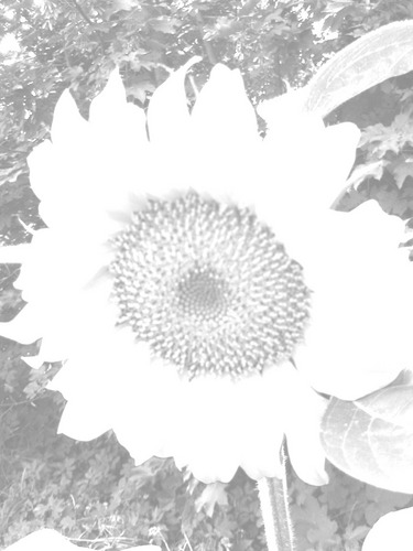 SONNENblume - einmal anders