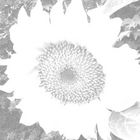 SONNENblume - einmal anders