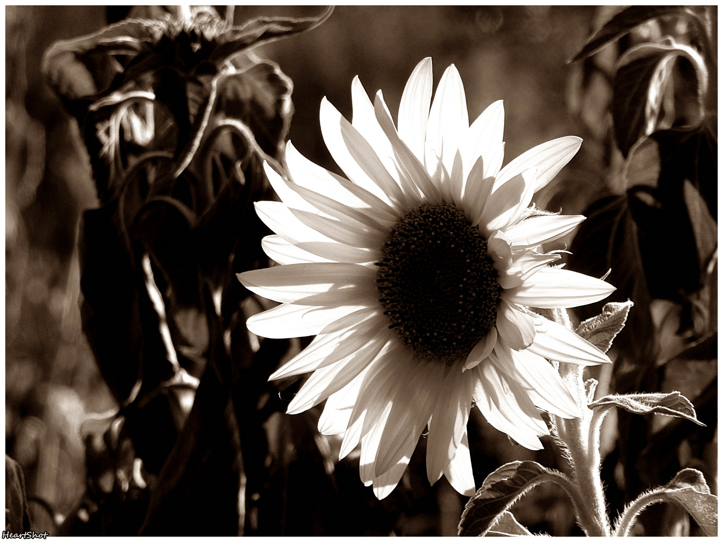 Sonnenblume - einmal anders