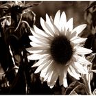 Sonnenblume - einmal anders