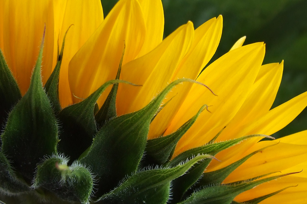 Sonnenblume einmal von unten