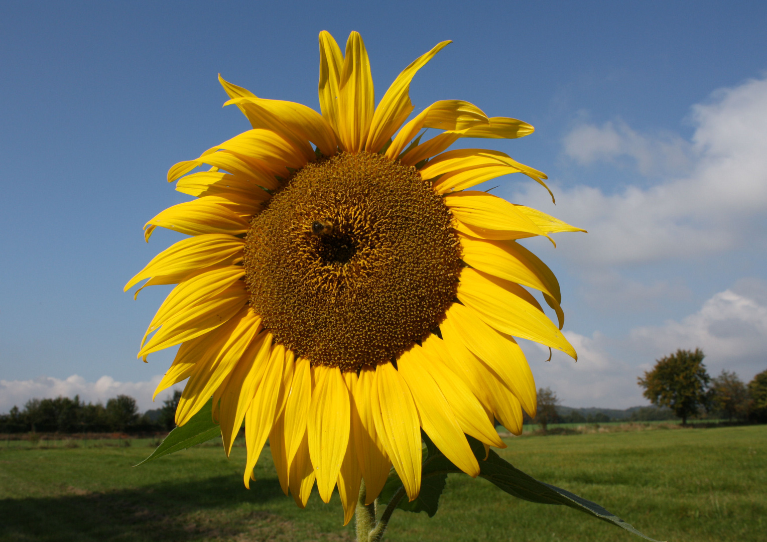 Sonnenblume, einzeln