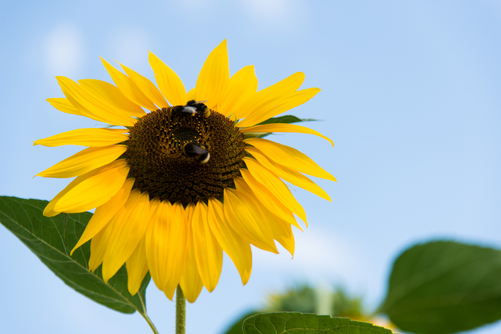 Sonnenblume erfreut Hummeln