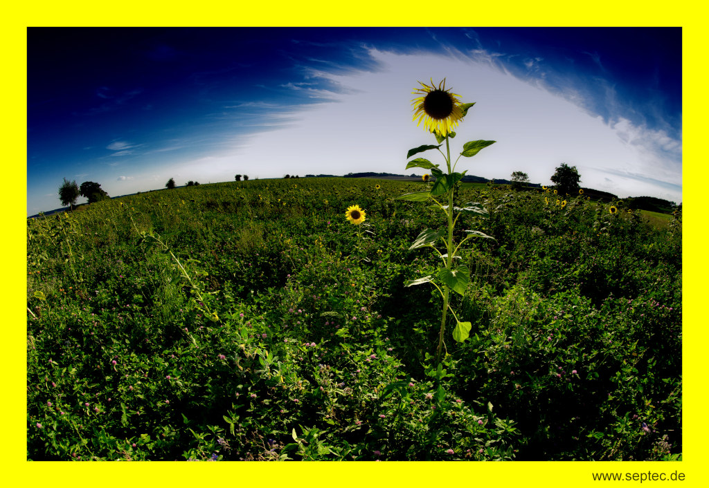 Sonnenblume erhellt den Himmel