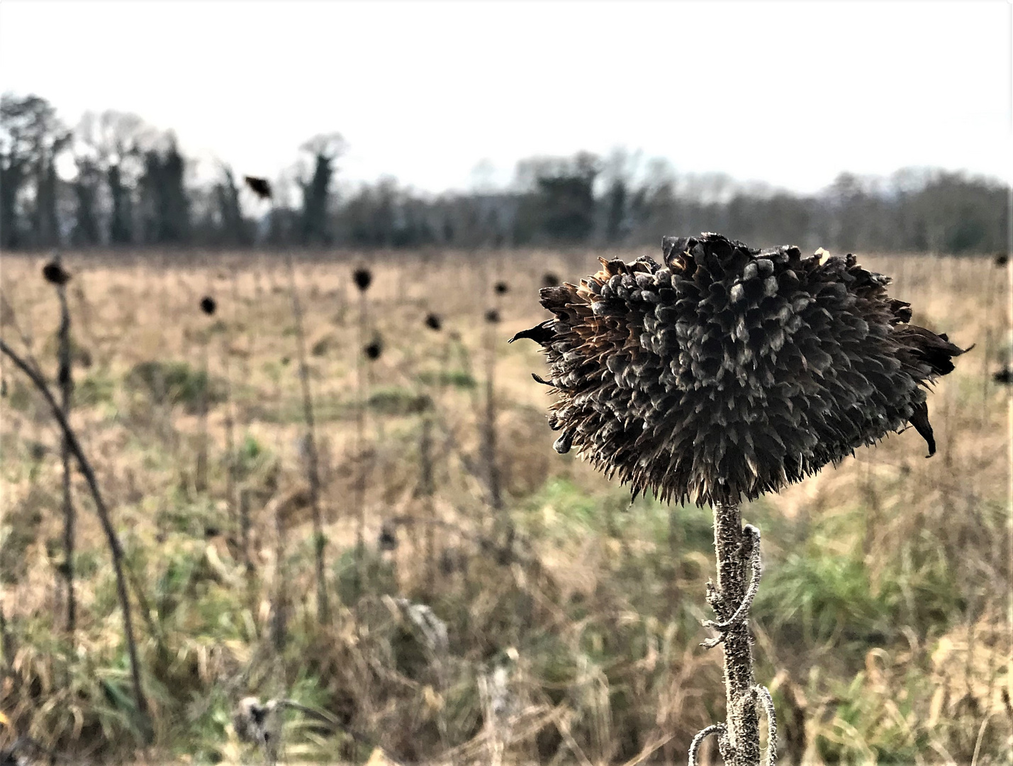 Sonnenblume - es war einmal...Natur