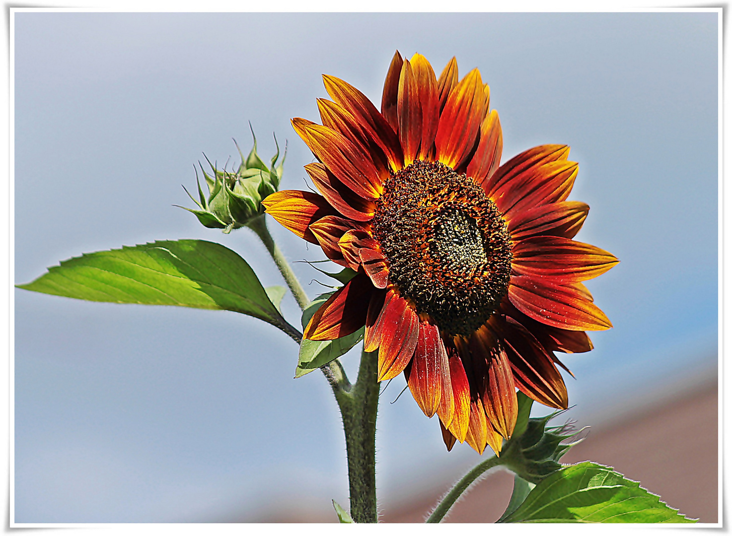 SONNENblume etwas angeknabbert