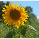 Sonnenblume