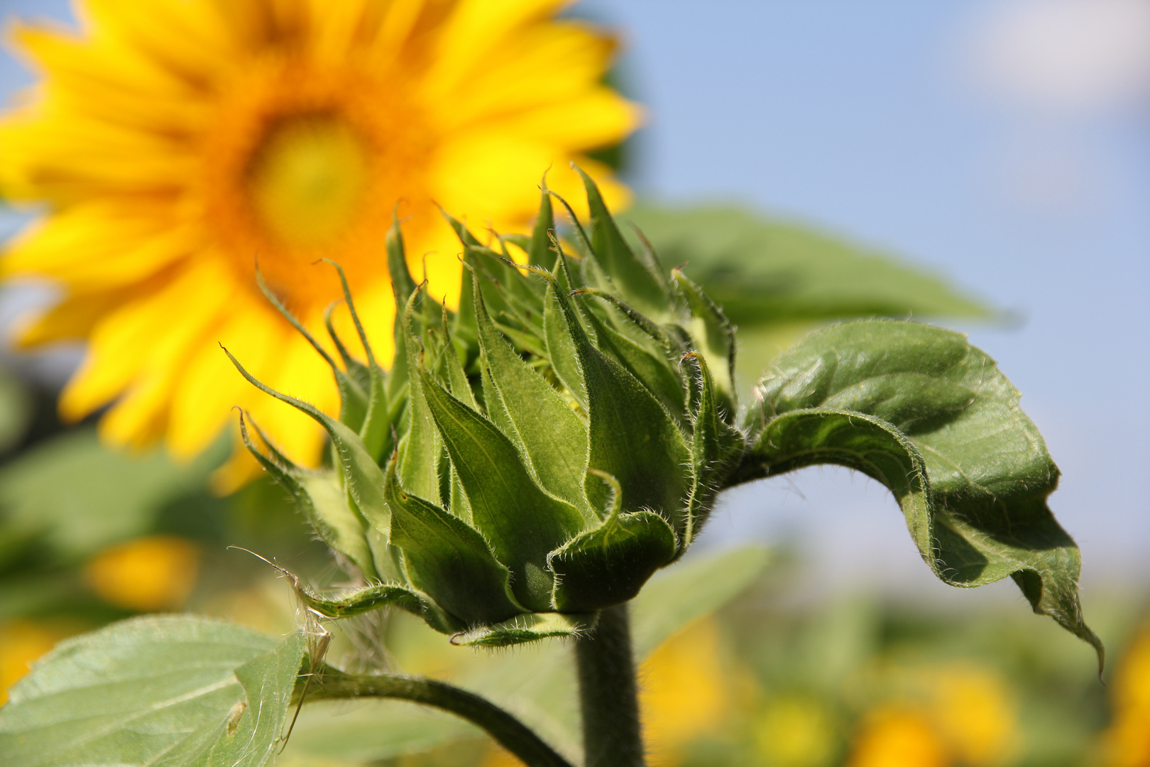 Sonnenblume