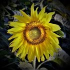 Sonnenblume 