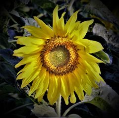 Sonnenblume 