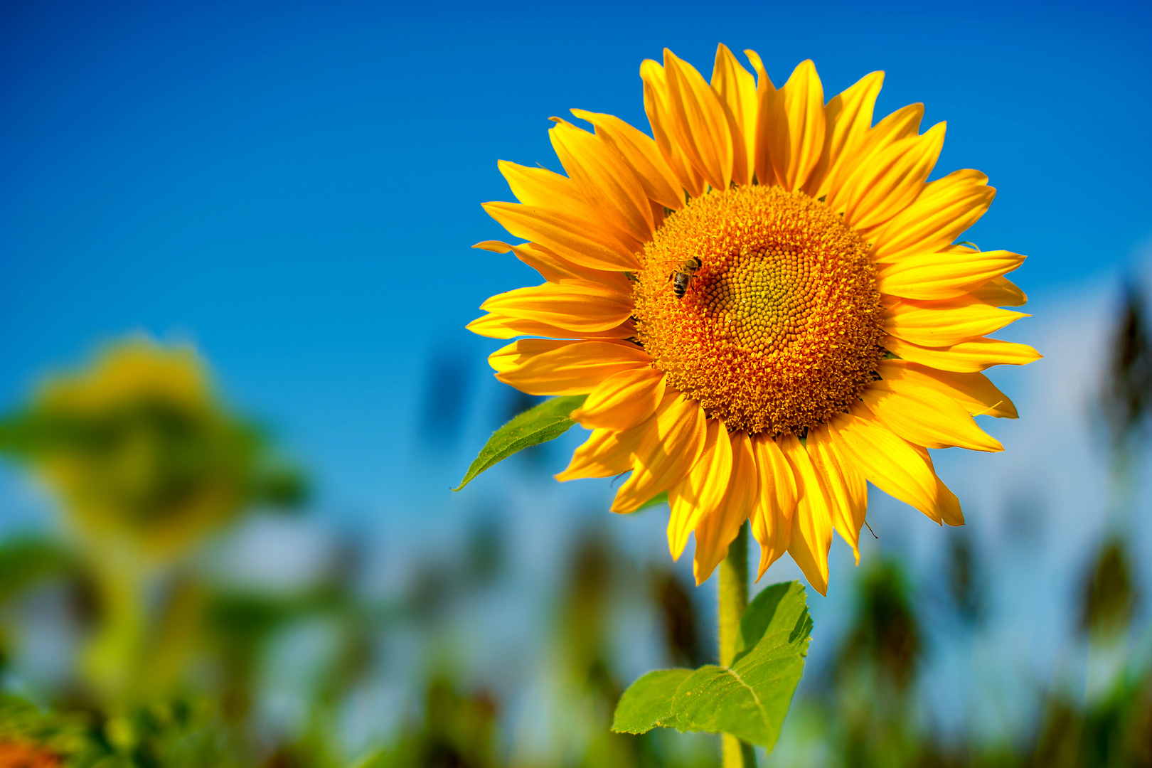 Sonnenblume Foto & Bild pflanzen, pilze & flechten, blüten