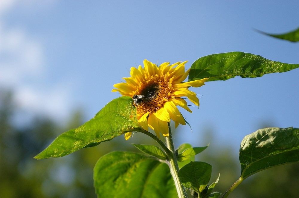 Sonnenblume