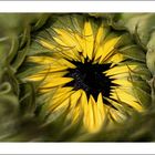 Sonnenblume