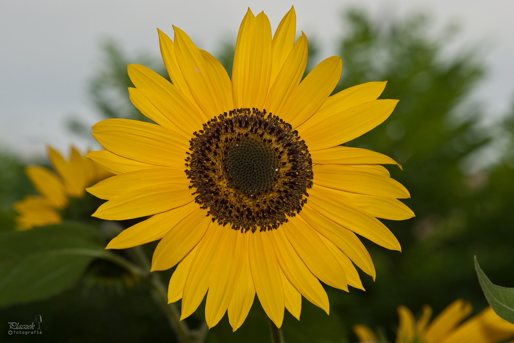 Sonnenblume