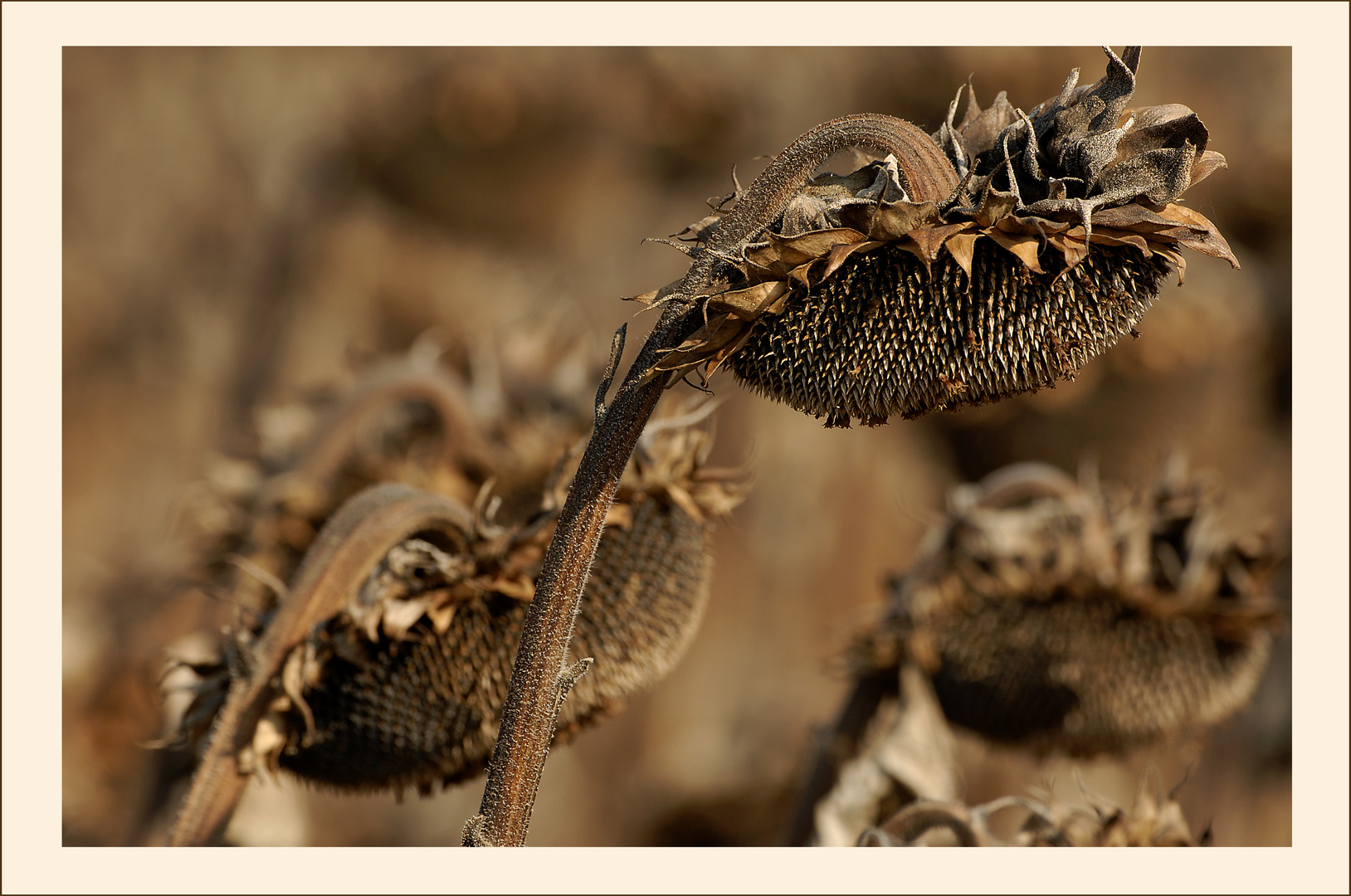 Sonnenblume