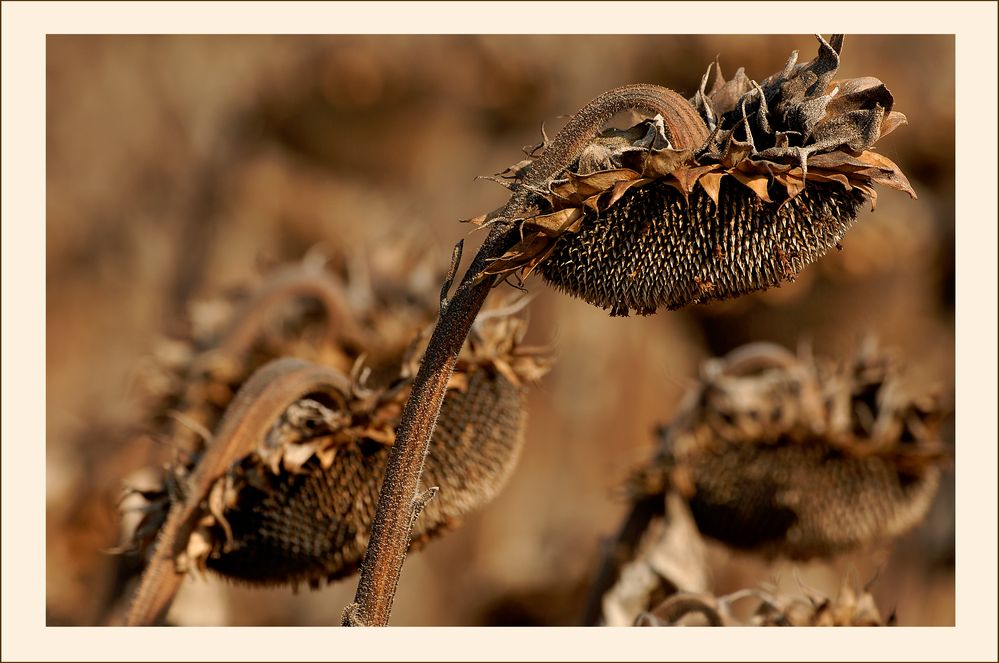 Sonnenblume