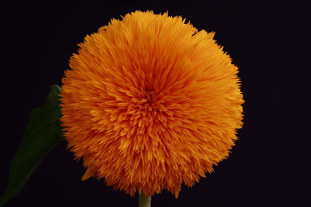 Orange Sunflower von Manfred Akhtar Photography