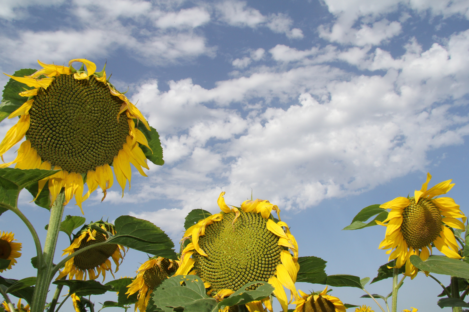 Sonnenblume