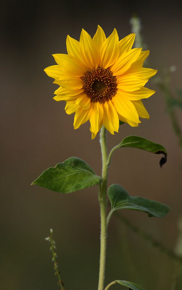 Sonnenblume...