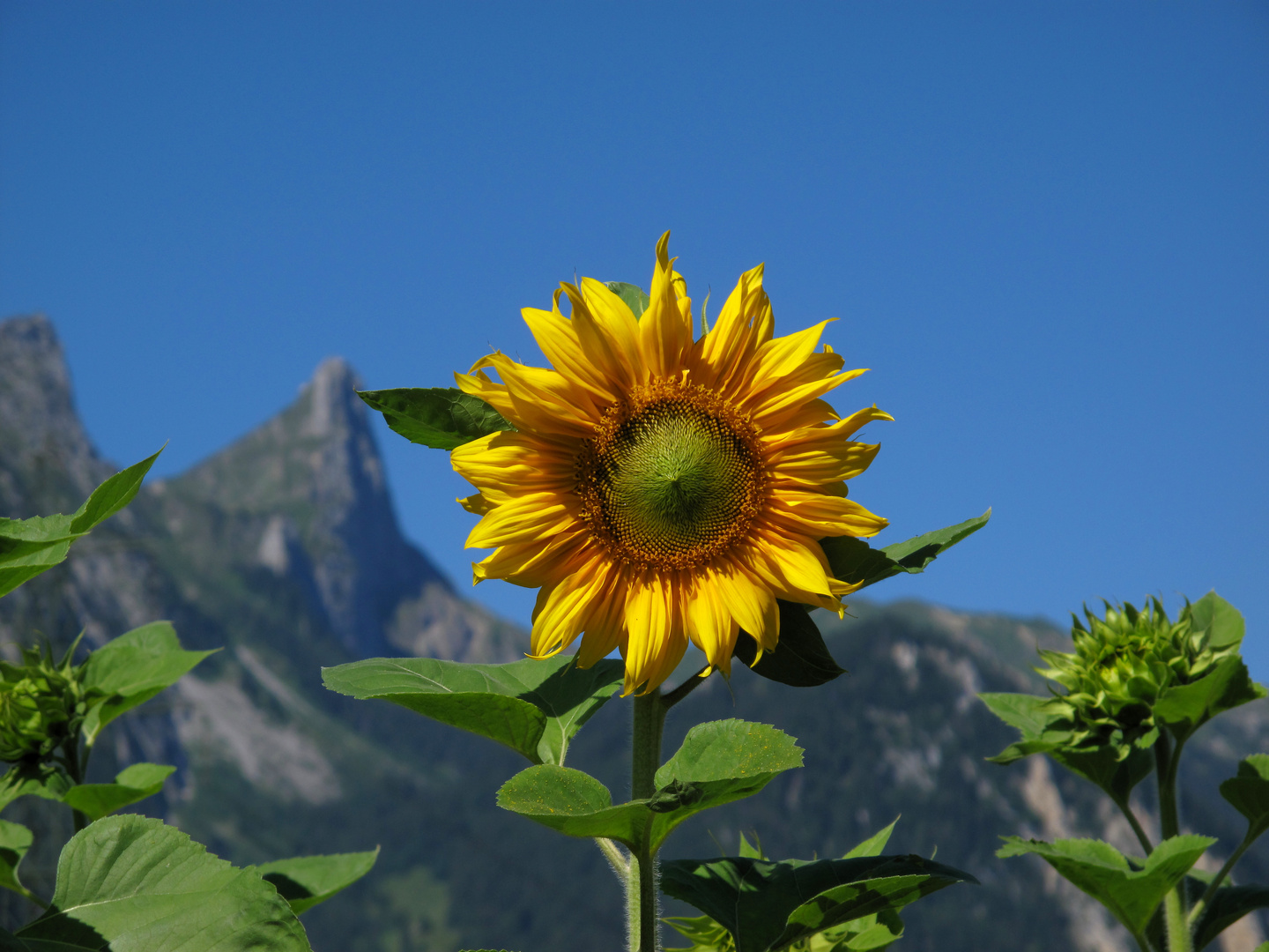 Sonnenblume